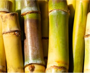Sugarcane