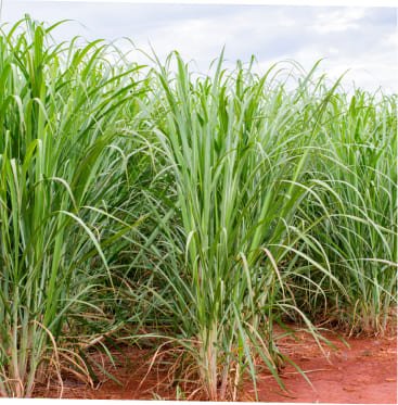 Back to nature as manure